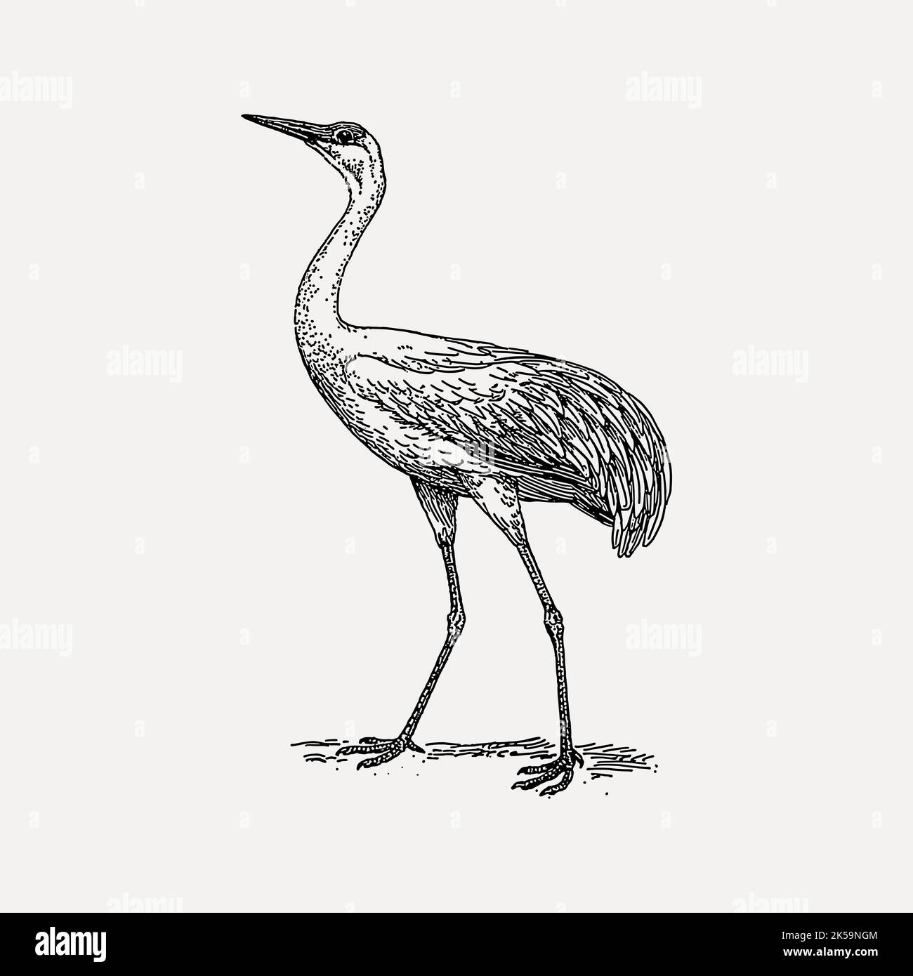 Crane bird clipart, drawing illustration vector Stock Vector Image ...