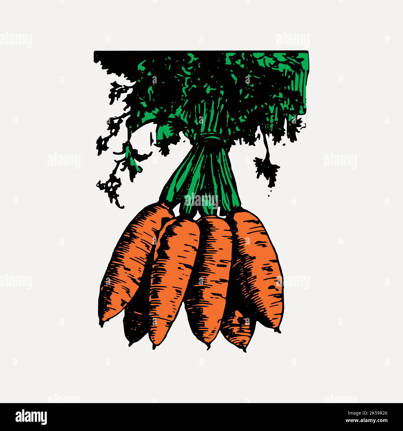 Carrot clipart, drawing illustration vector Stock Vector Image & Art