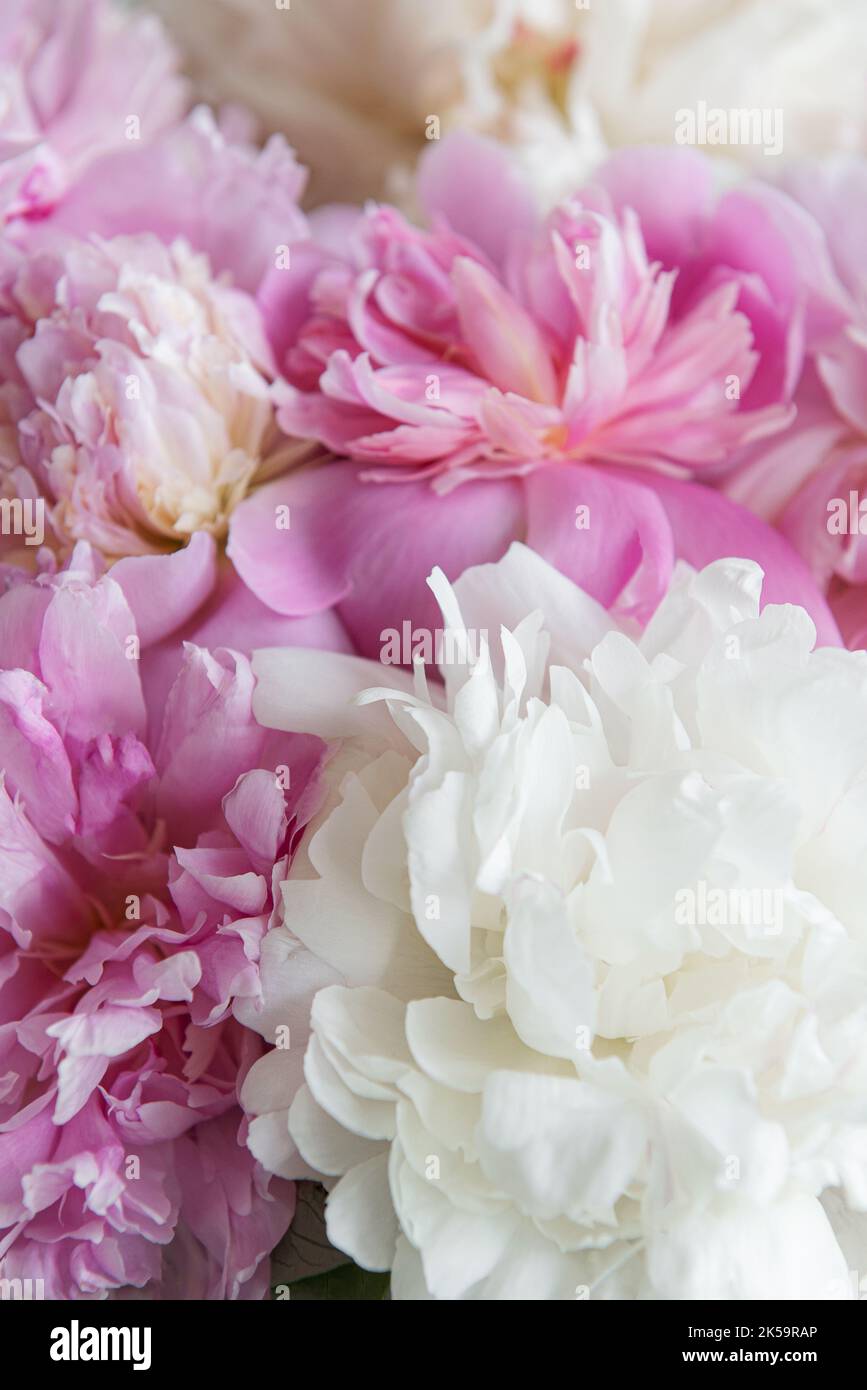 Bouquet of a lot of peonies of pink color close up. Beautiful flower ...