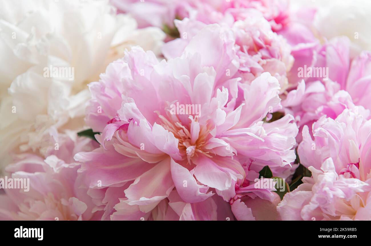 Bouquet of a lot of peonies of pink color close up. Beautiful flower ...