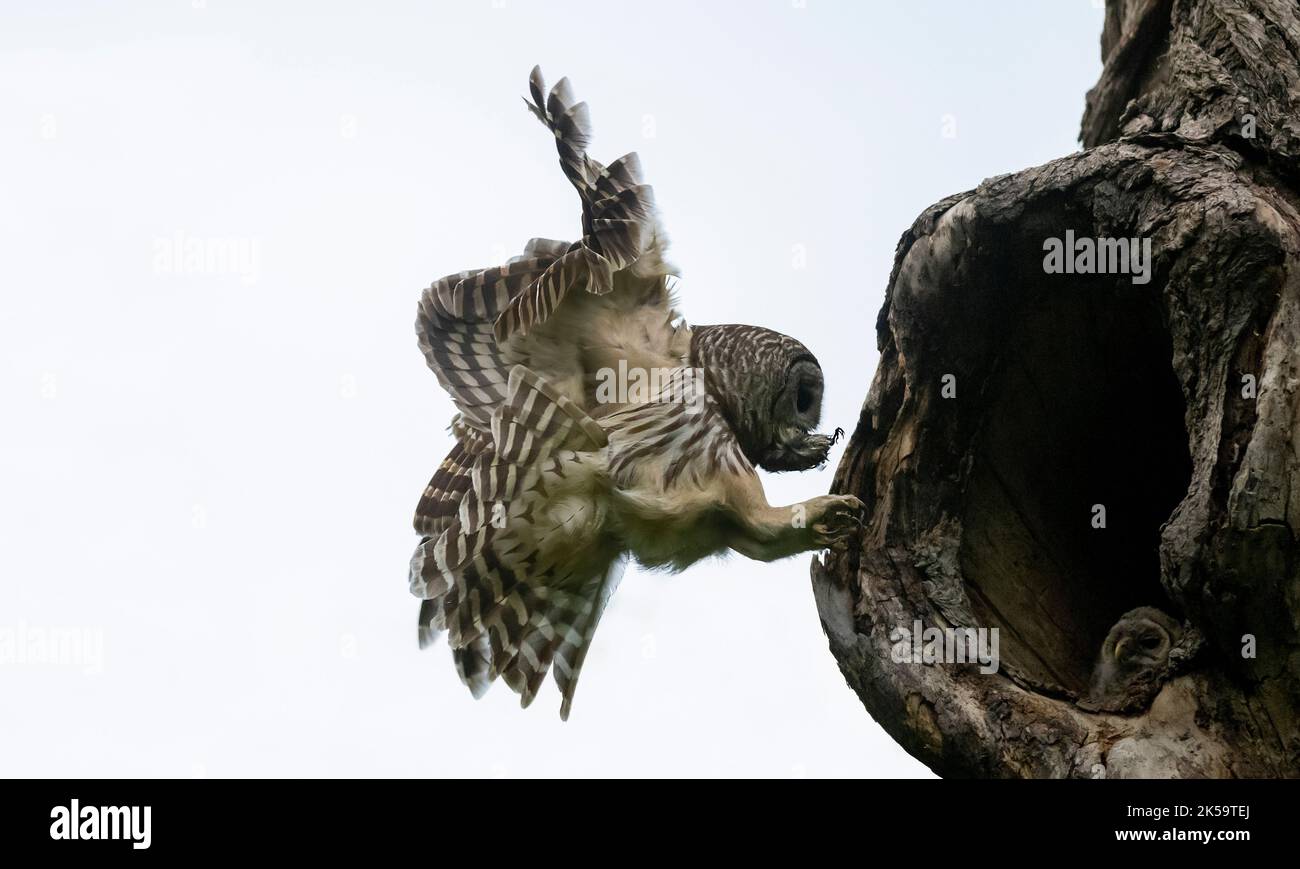 Mama Barred owl Rushing in to feed its Babies Stock Photo Alamy