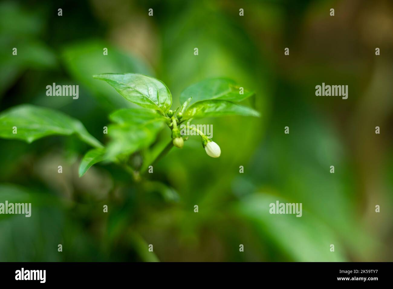 Chili plants flowers. Each flower of a Chili, Habanero, or Pepperoni