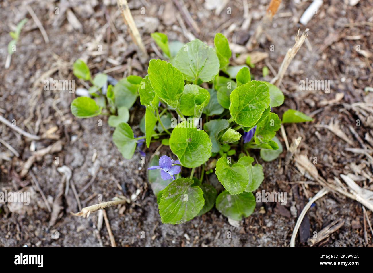 Abstract image of violet leaves in the garden. Growing wild common violet plant - an ornamental plant for landscaping park. Family name Violaceae, Sci Stock Photo