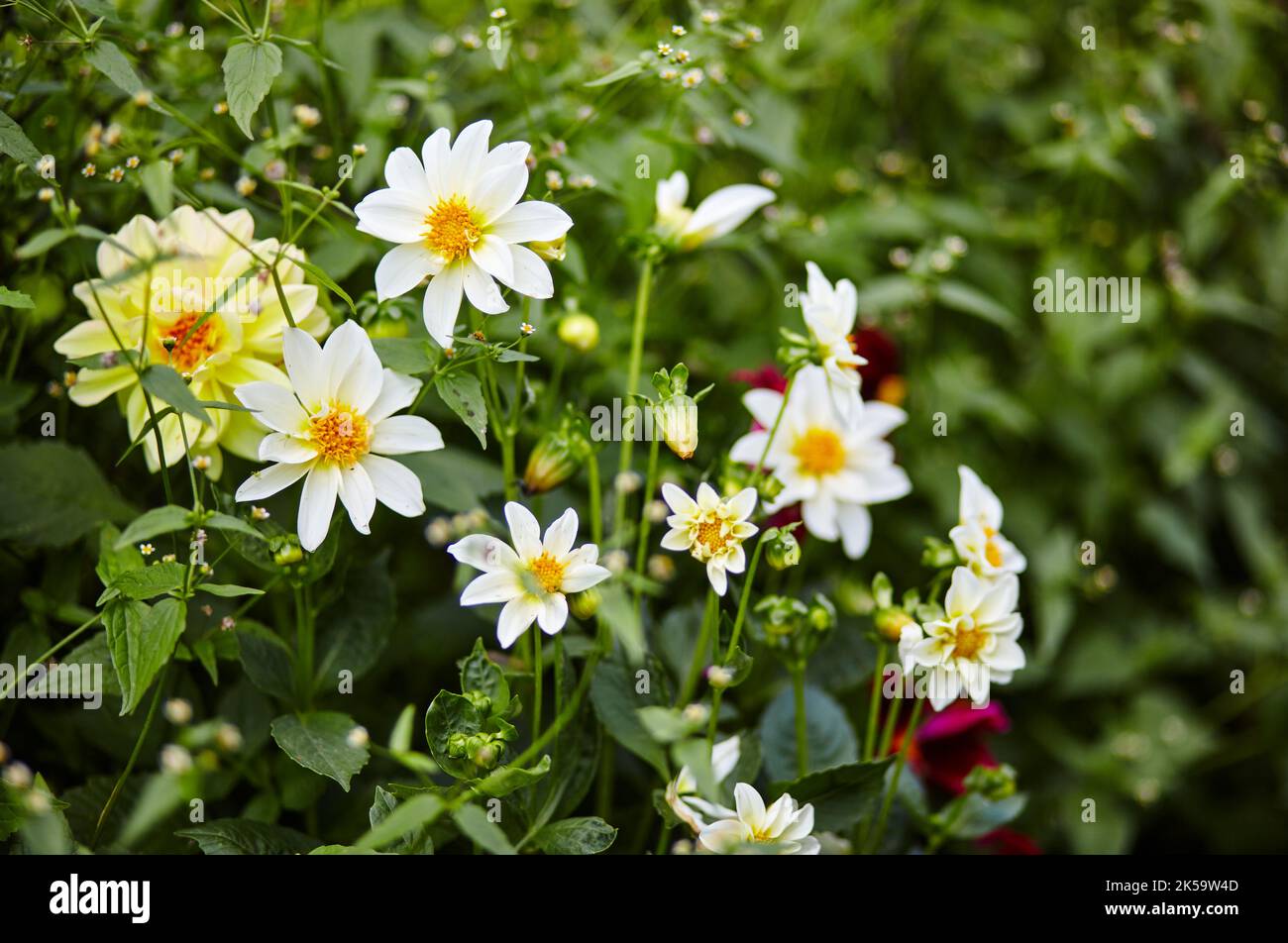 White flowers dahlia pinnata in the garden. Beautiful spring or summer blooming plant. Family name Asteraceae, Scientific name Dahlia. Selective focus Stock Photo