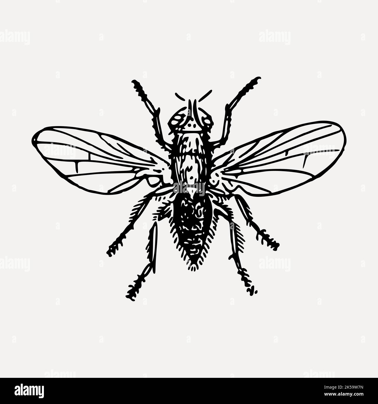 Fly insect clipart, vintage hand drawn vector Stock Vector Image & Art ...