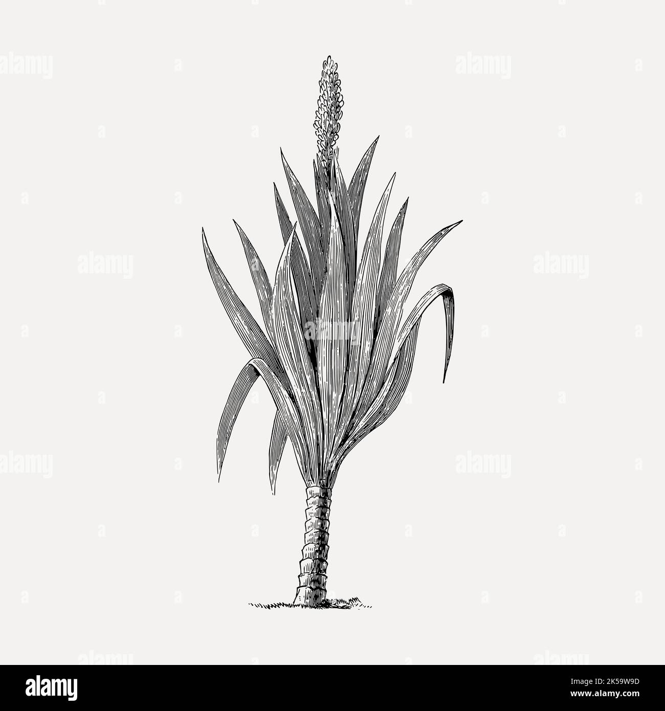Cordaites borassifolia plant clipart, vintage hand drawn vector. Stock Vector