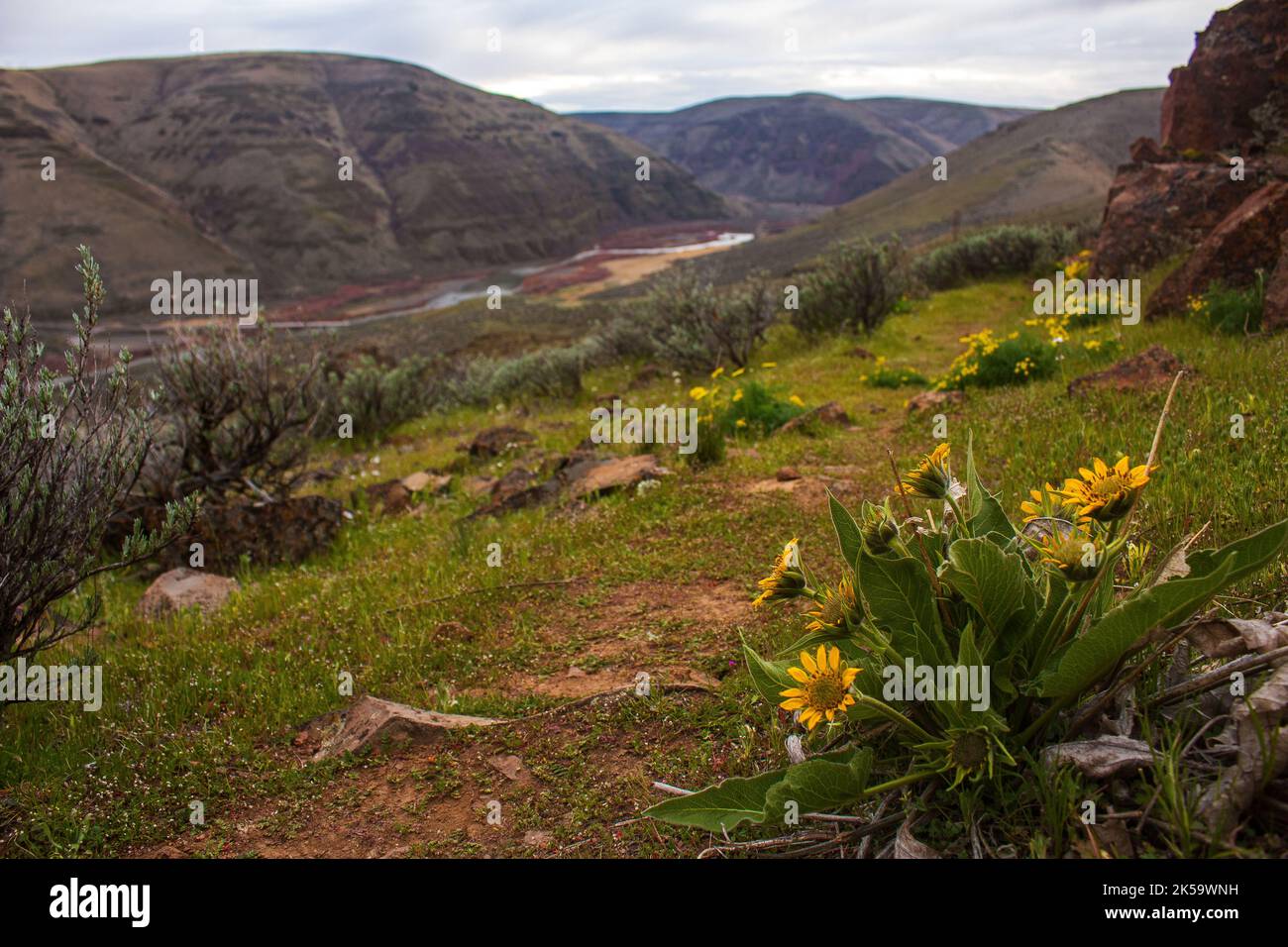 A close up on some early spring flowers on a ridge overlooking the John Day river in Oregon. Stock Photo