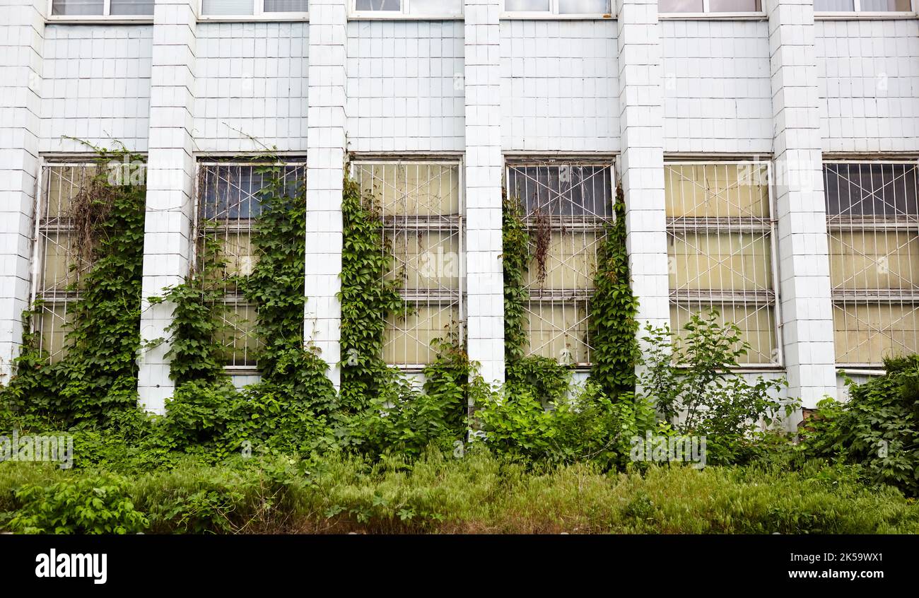 The old concrete wall with windows and climbing plant. Abandoned  facade of factory or industrial building Stock Photo