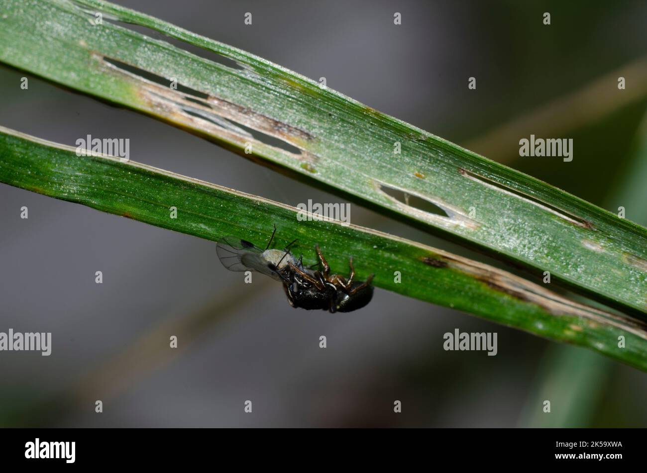 Jumping spider eating upside down Stock Photo Alamy