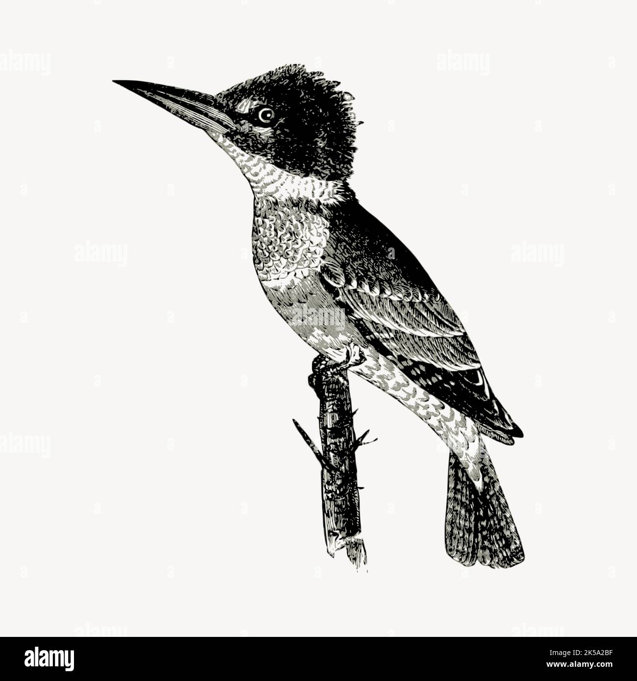 Kingfisher bird clipart, vintage hand drawn vector Stock Vector Image ...