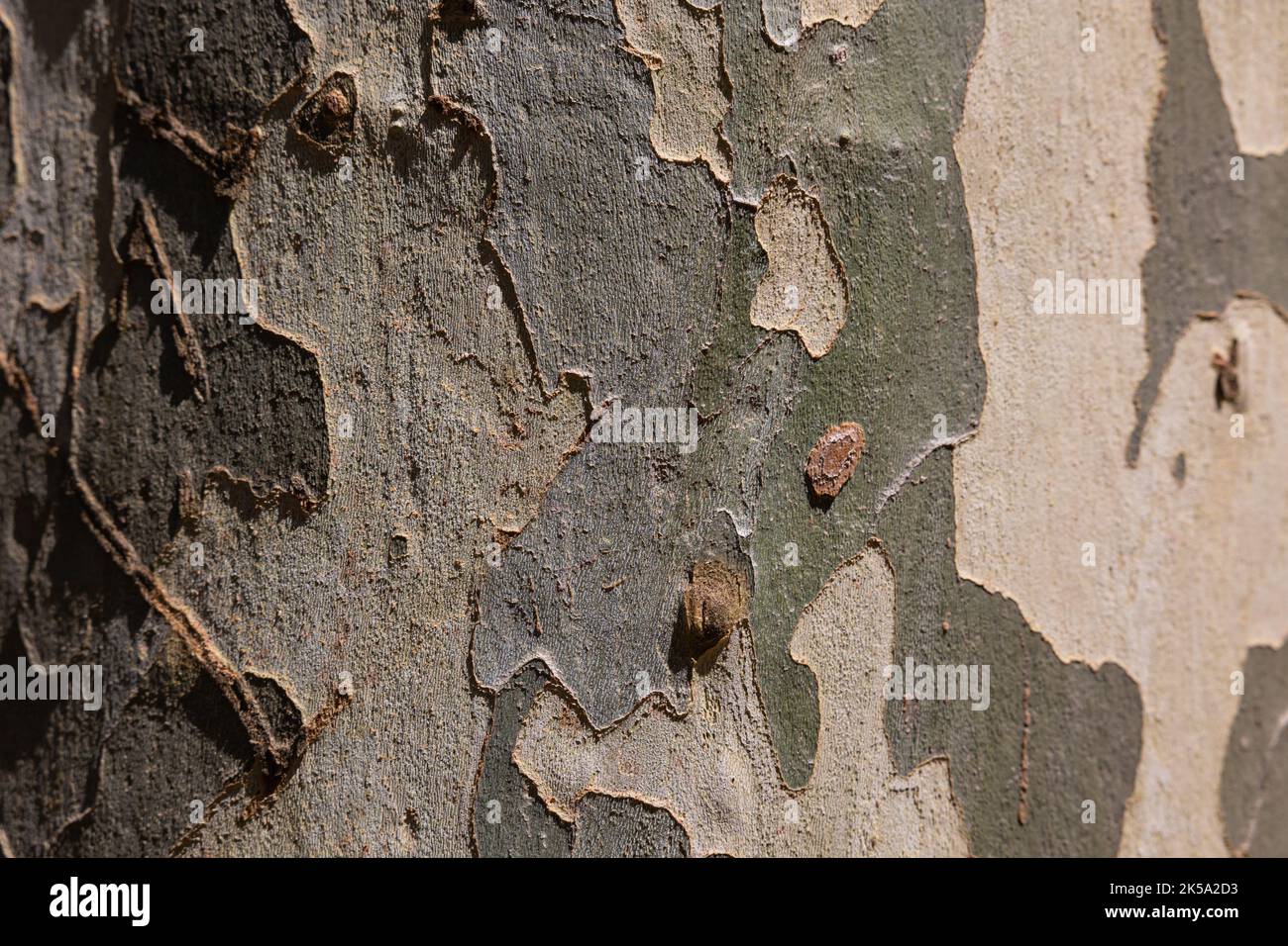 Bark texture. Plane tree bark texture background. Full frame tree trunk. Stock Photo