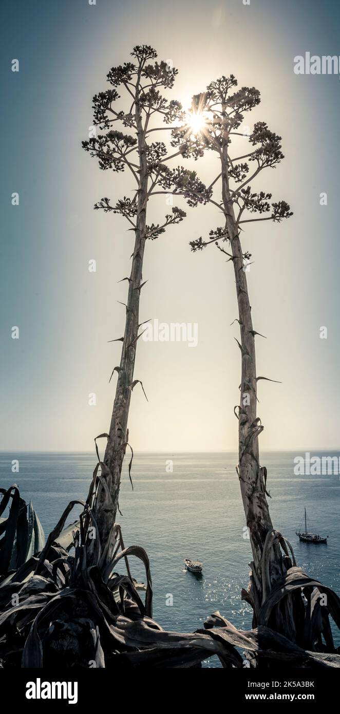 Tall vertical shot of Two Agave salmiana vertical floral stem with creative edit. Stock Photo