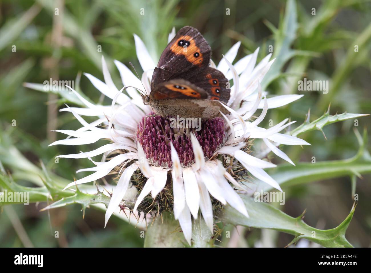 Ocellus pattern hi-res stock photography and images - Alamy
