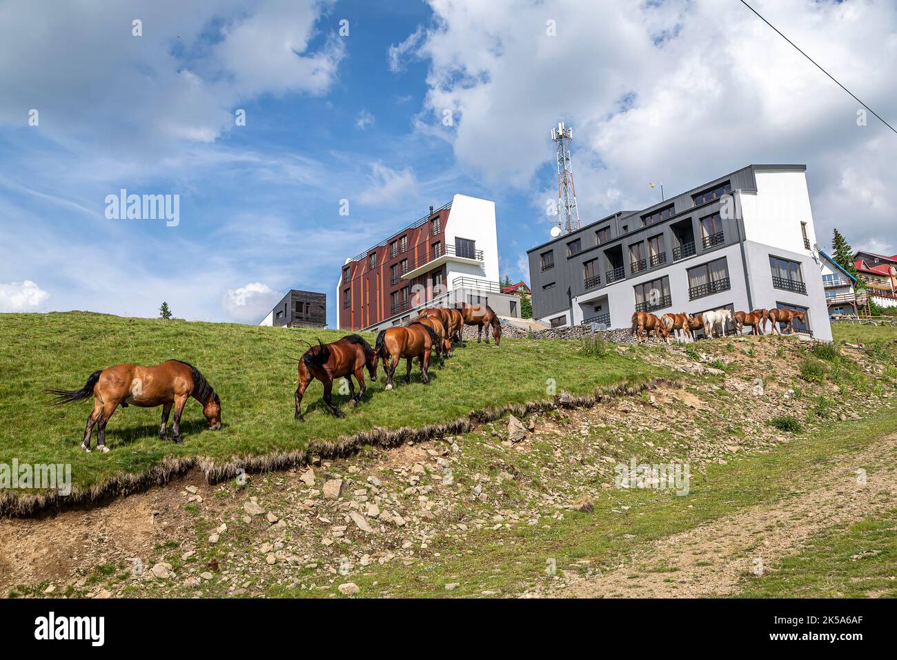Free horses in the Parang Mountains, Romania Stock Photo