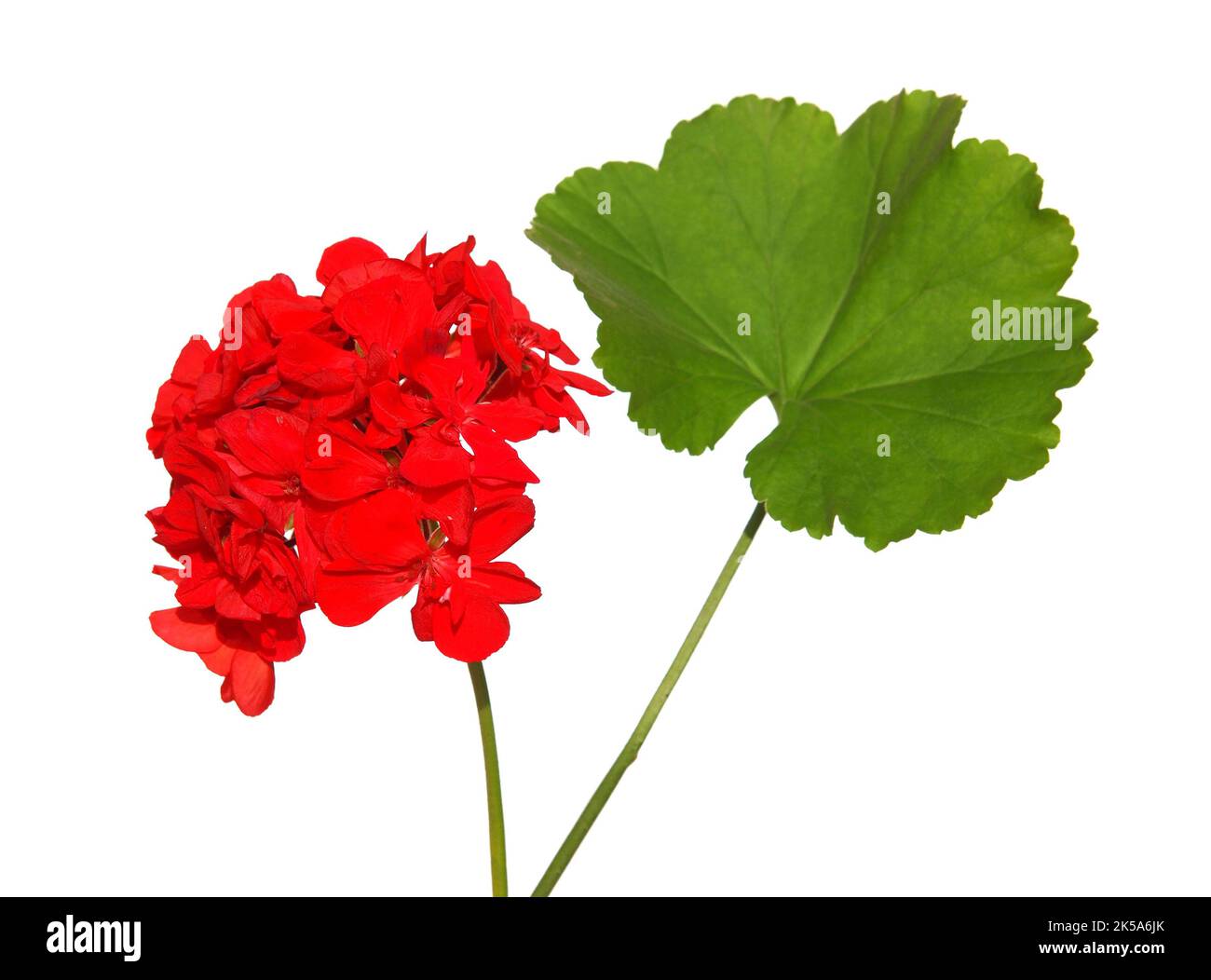 Red flowers of geraniums isolated on white Stock Photo Alamy
