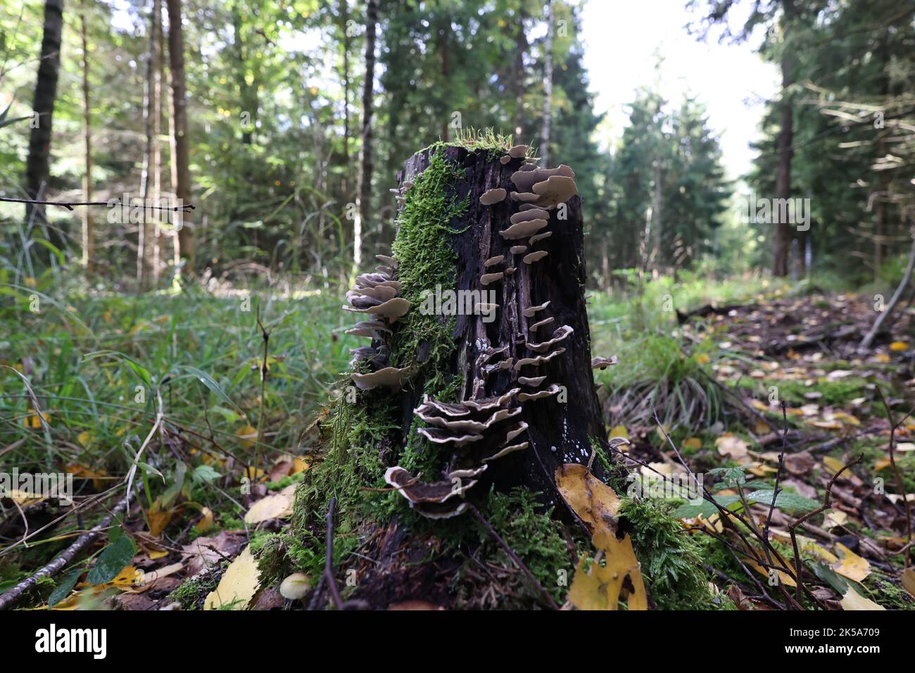 Autumn mushrooms grow in the forest on a stump Stock Photo - Alamy