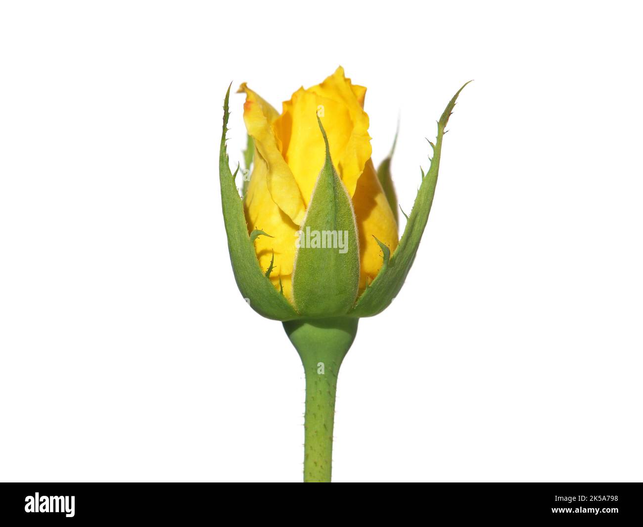 Yellow Rosebud Isolated On White Background Stock Photo Alamy