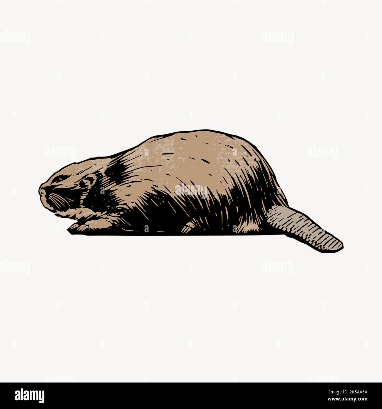 Beaver clipart, vintage hand drawn vector Stock Vector Image & Art - Alamy