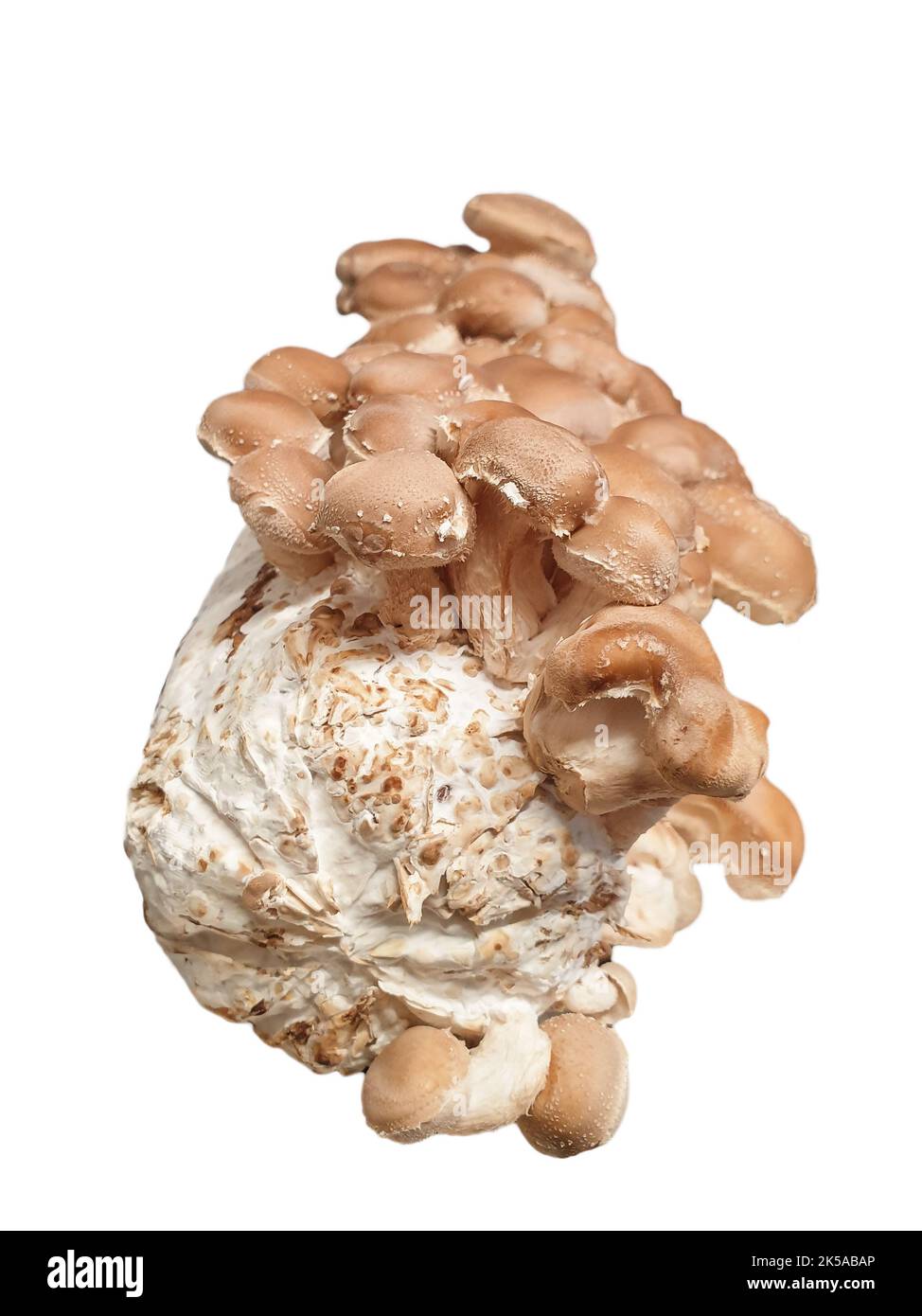 Shiitake mushrooms growing on substrate pack. Isolated on white background. Stock Photo