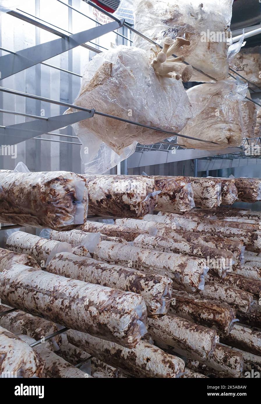 Shiitake mushrooms cultivated in vertical mushroom farm growing on
