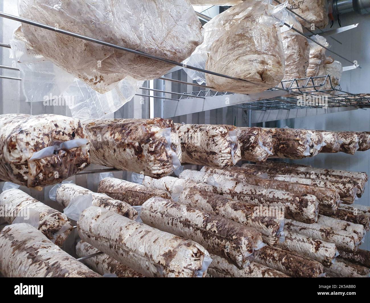 Shiitake mushrooms cultivated in vertical mushroom farm growing on