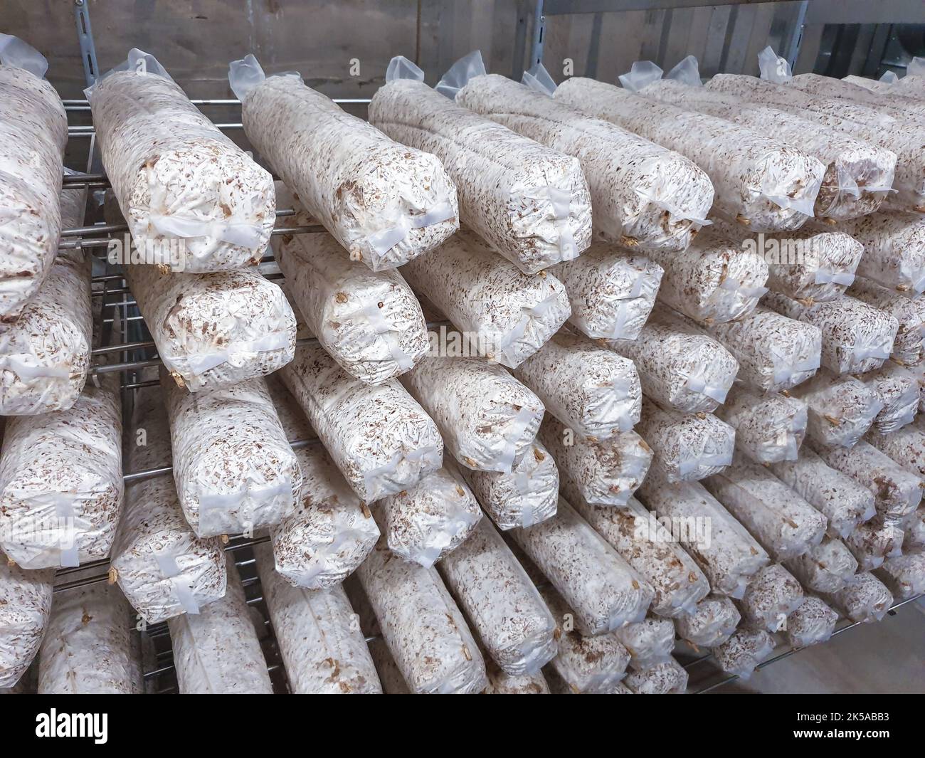 Shiitake mushrooms cultivated in vertical mushroom farm growing on