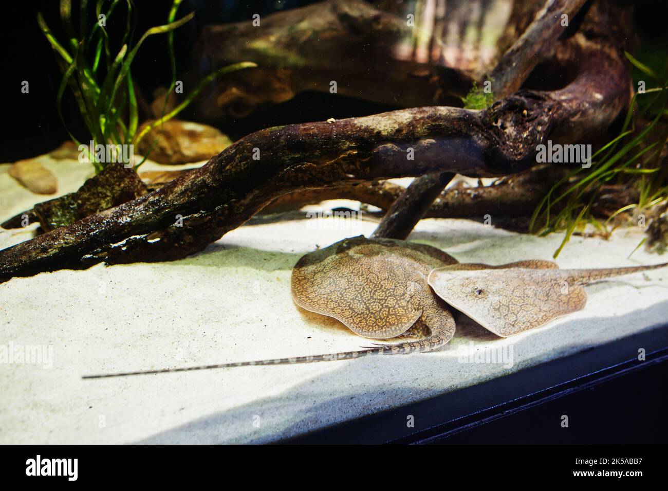 Two stingray fish at aquarium in zoo. Stock Photo