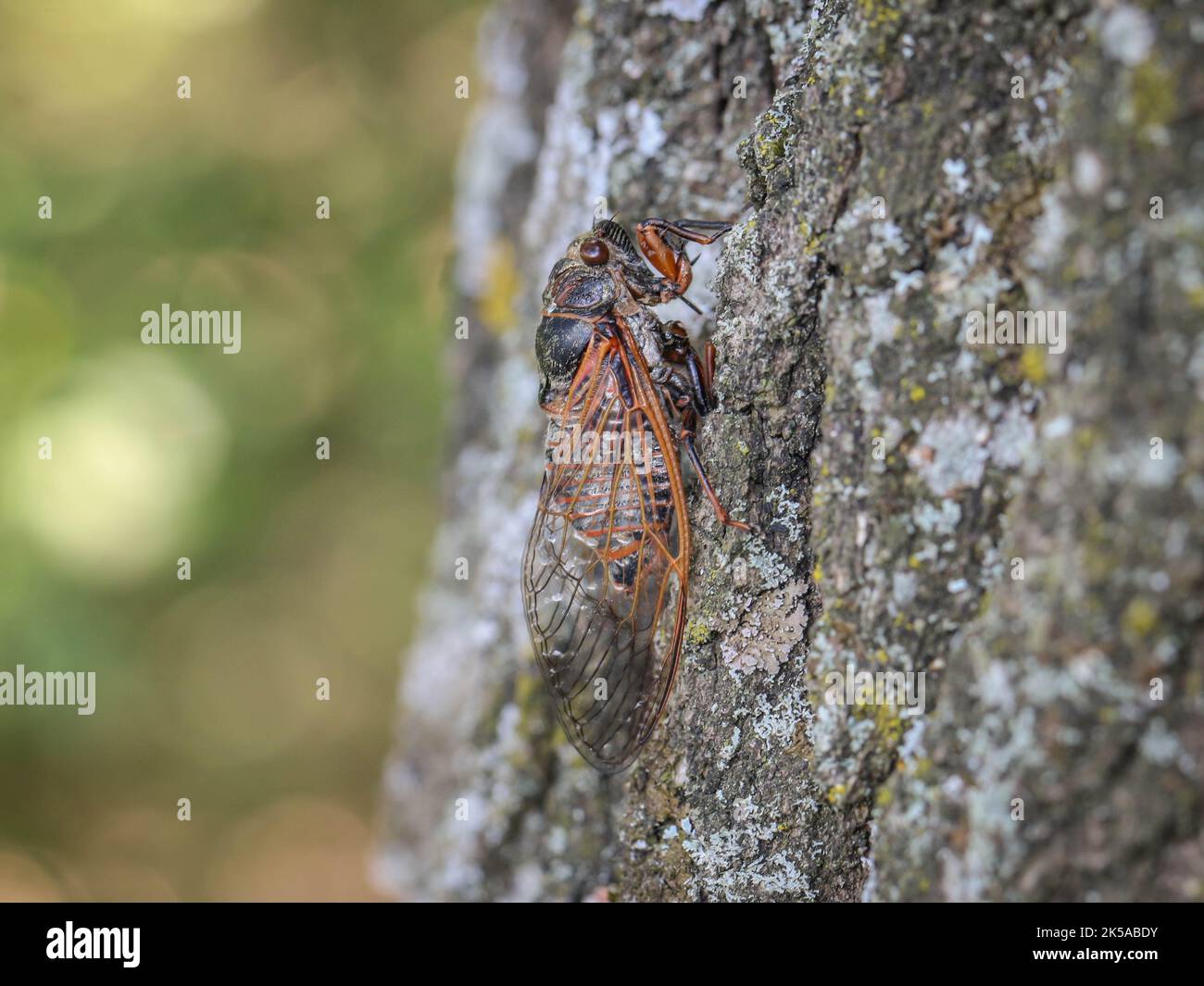 single-adult-cicada-latin-name-tibicina-haematodes-in-the-special