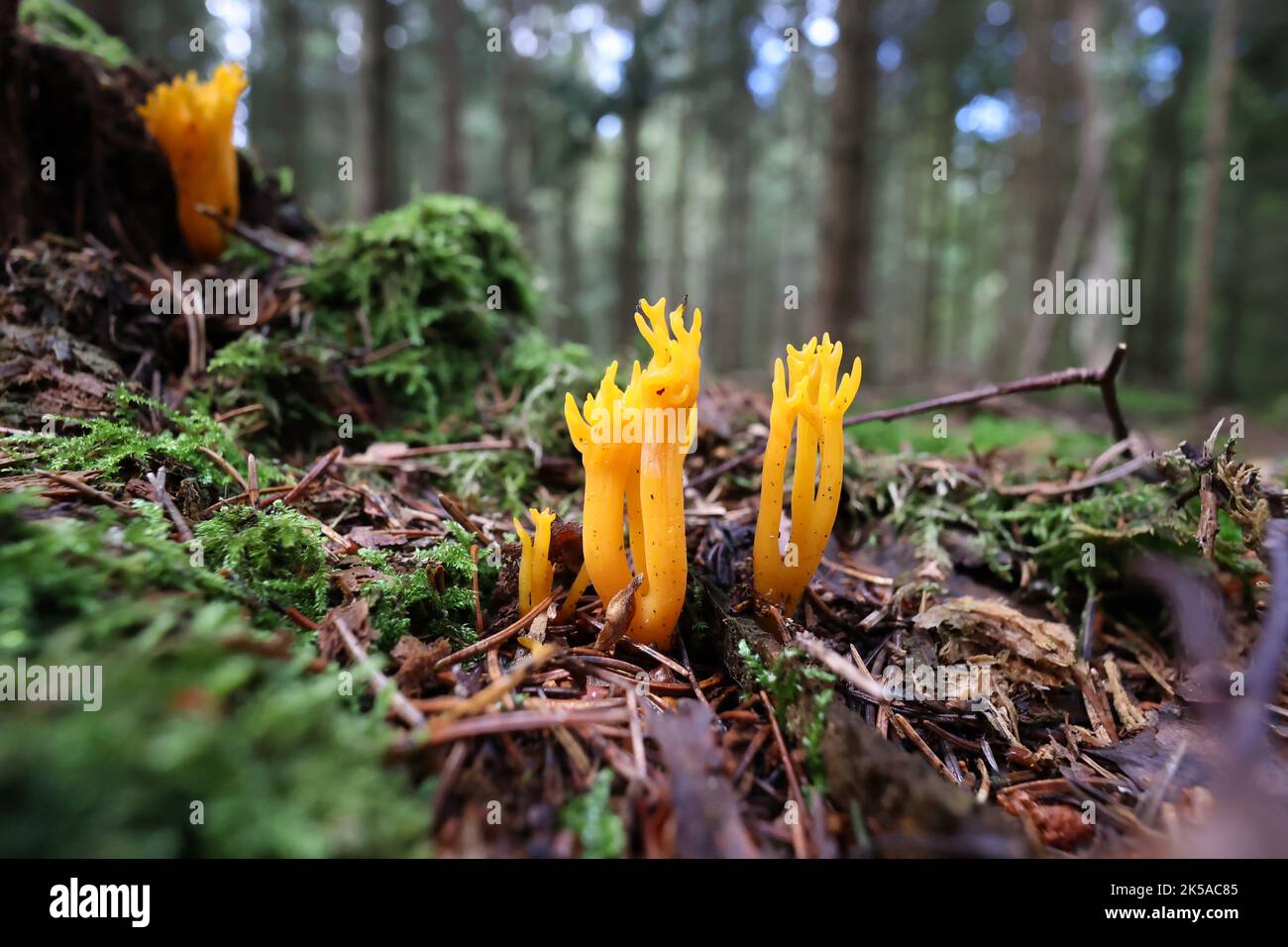 The golden yellow coral mushroom Ramaria aure in the forest Stock Photo
