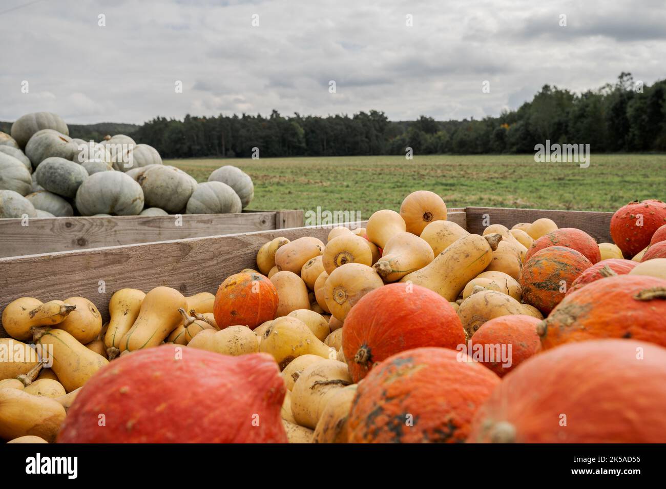 Wooden boxes with different types of pumpkins for sale next to field on ...