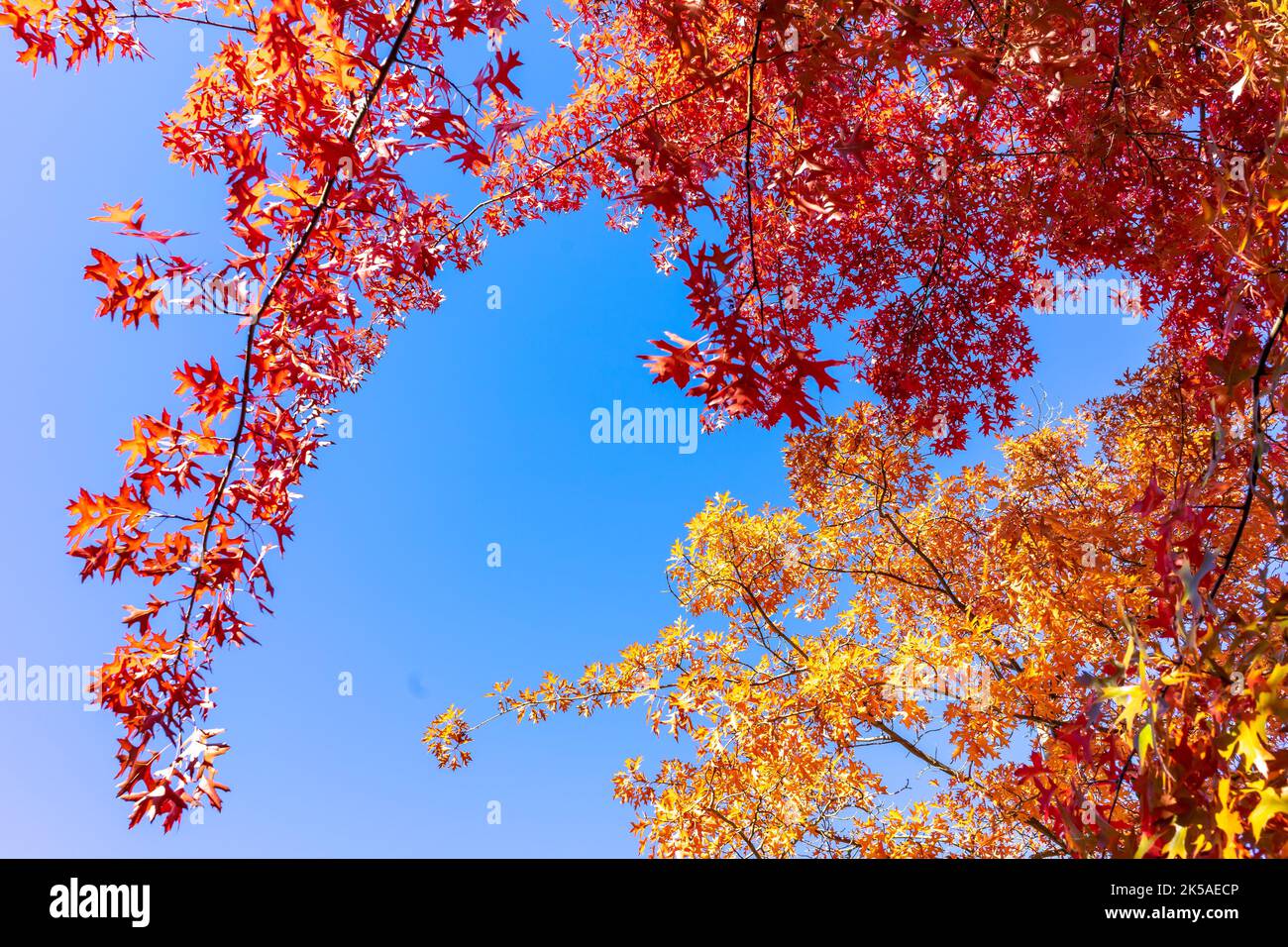 Oak leaves change color in autumn Stock Photo Alamy