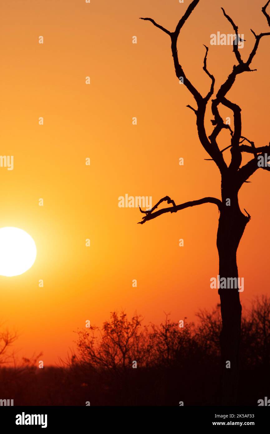 Kruger Park Sunset - South Africa Stock Photo