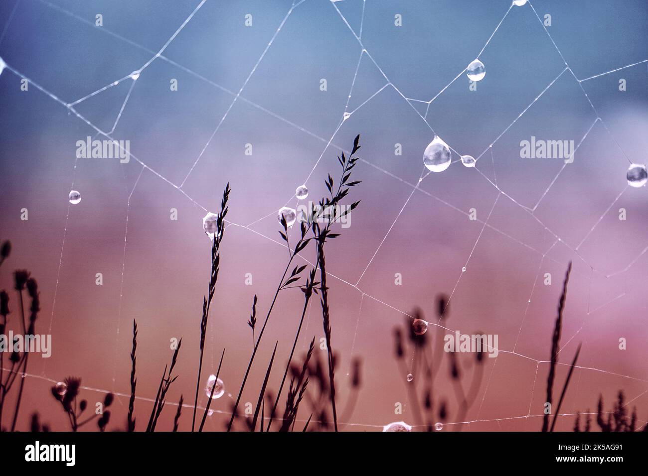 flower plant and drops in rainy days in spring season Stock Photo Alamy