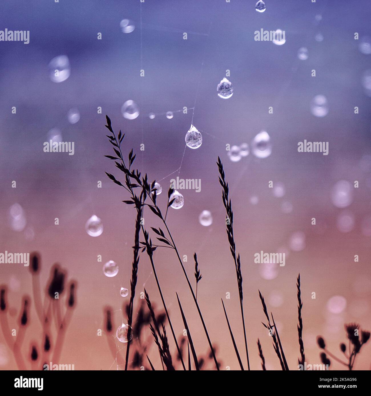 Rainy season flower hires stock photography and images Alamy