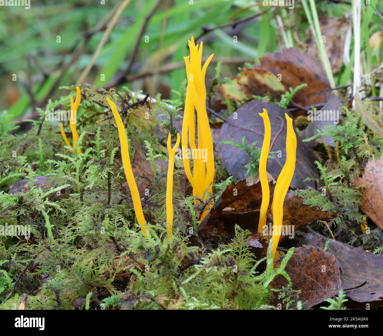 Golden Spindles Fungus - Clavulinopsis fusiformis Stock Photo