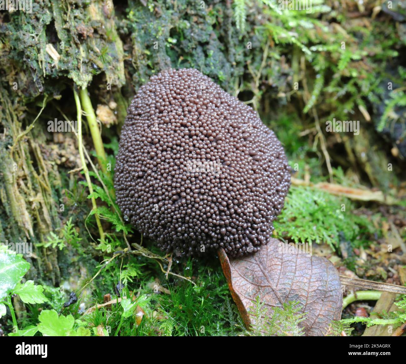 Black Slime Mold - Tubifera ferruginosa Stock Photo