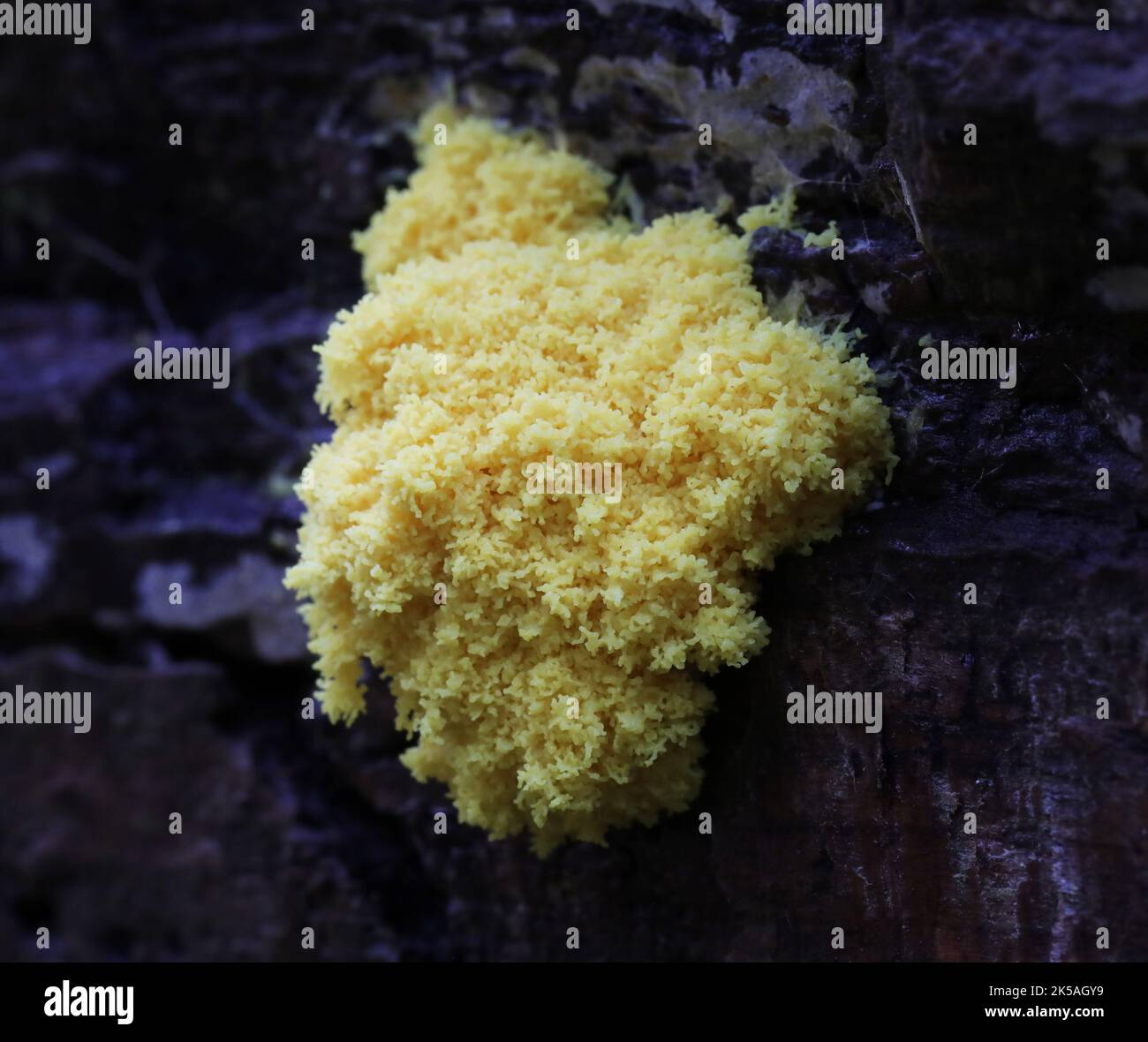 Fuligo Septica - Yellow Slime Mold Stock Photo