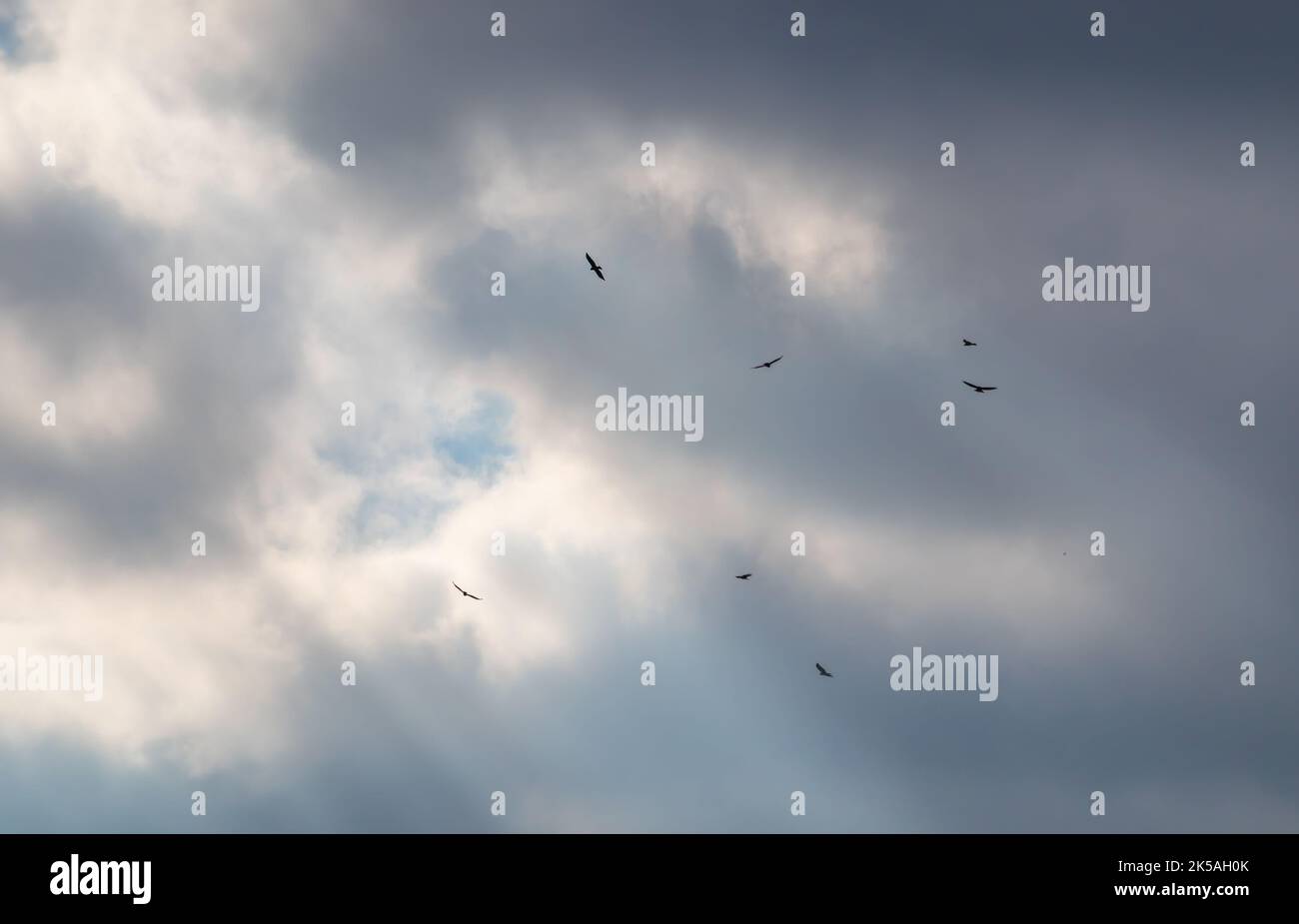 a cloudy sky with sunlight shining through and a flock of birds of prey flying in the sky Stock Photo