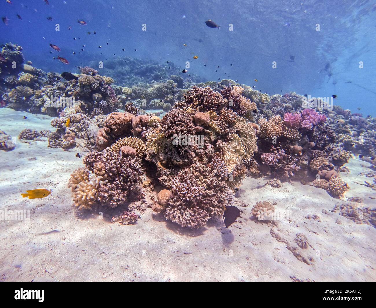 Underwater panoramic view of coral reef with shoal of Lyretail anthias ...