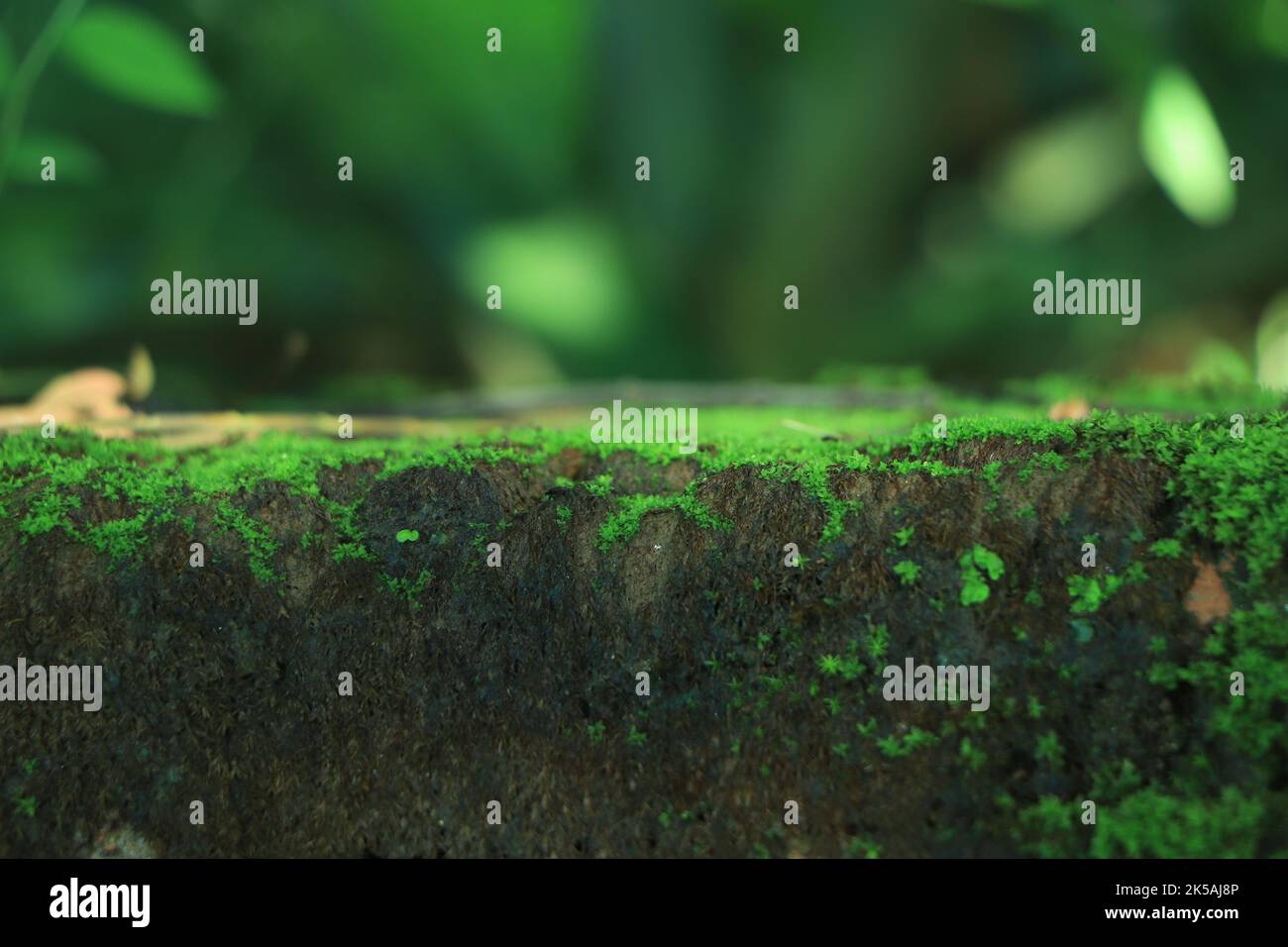 Green moss on wall background Stock Photo
