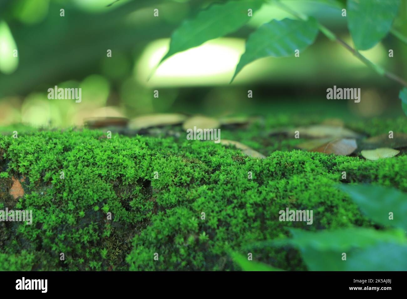 Texture of growing moss on wall surface Stock Photo