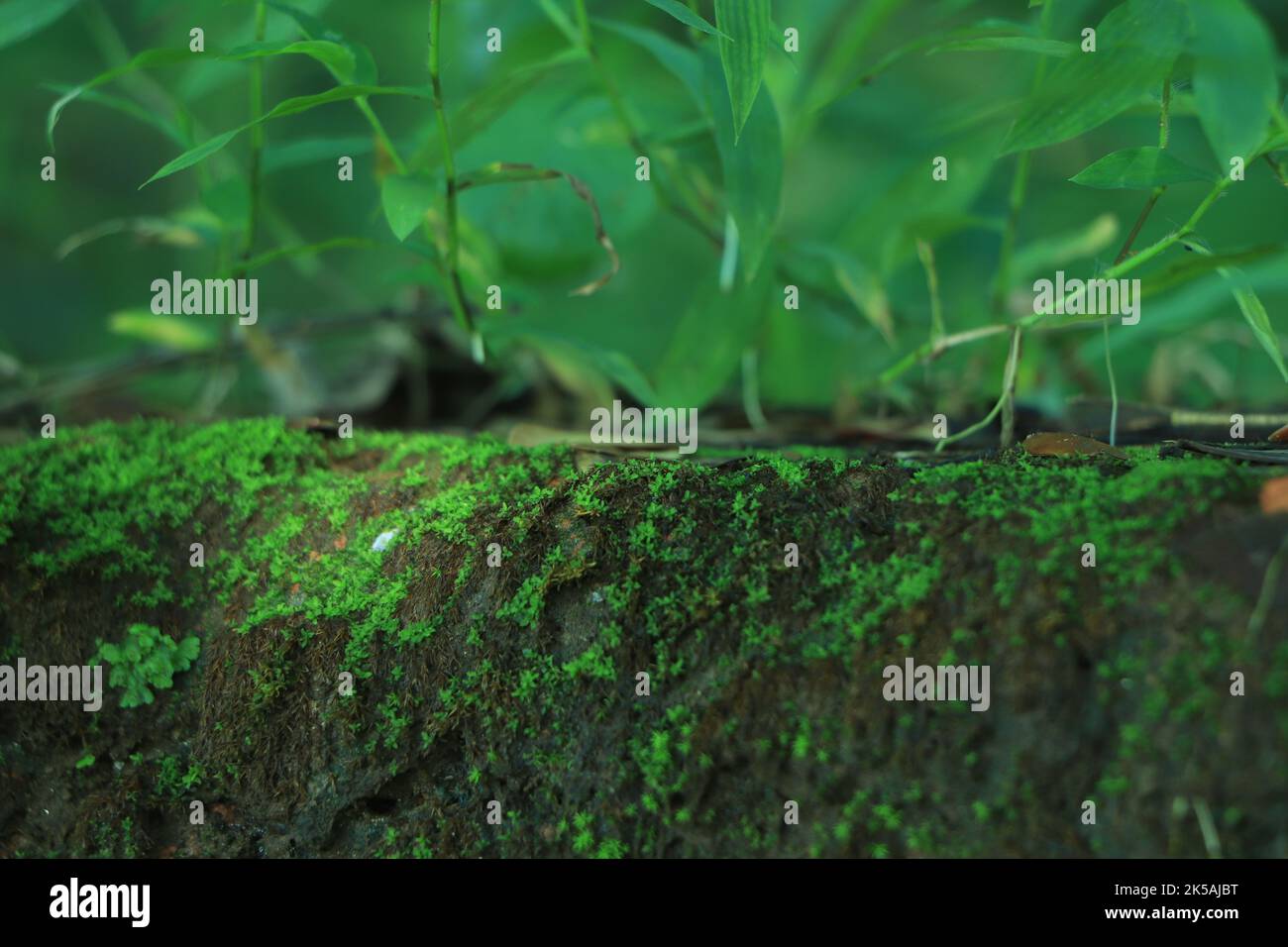 Green moss growing on wall surface Stock Photo