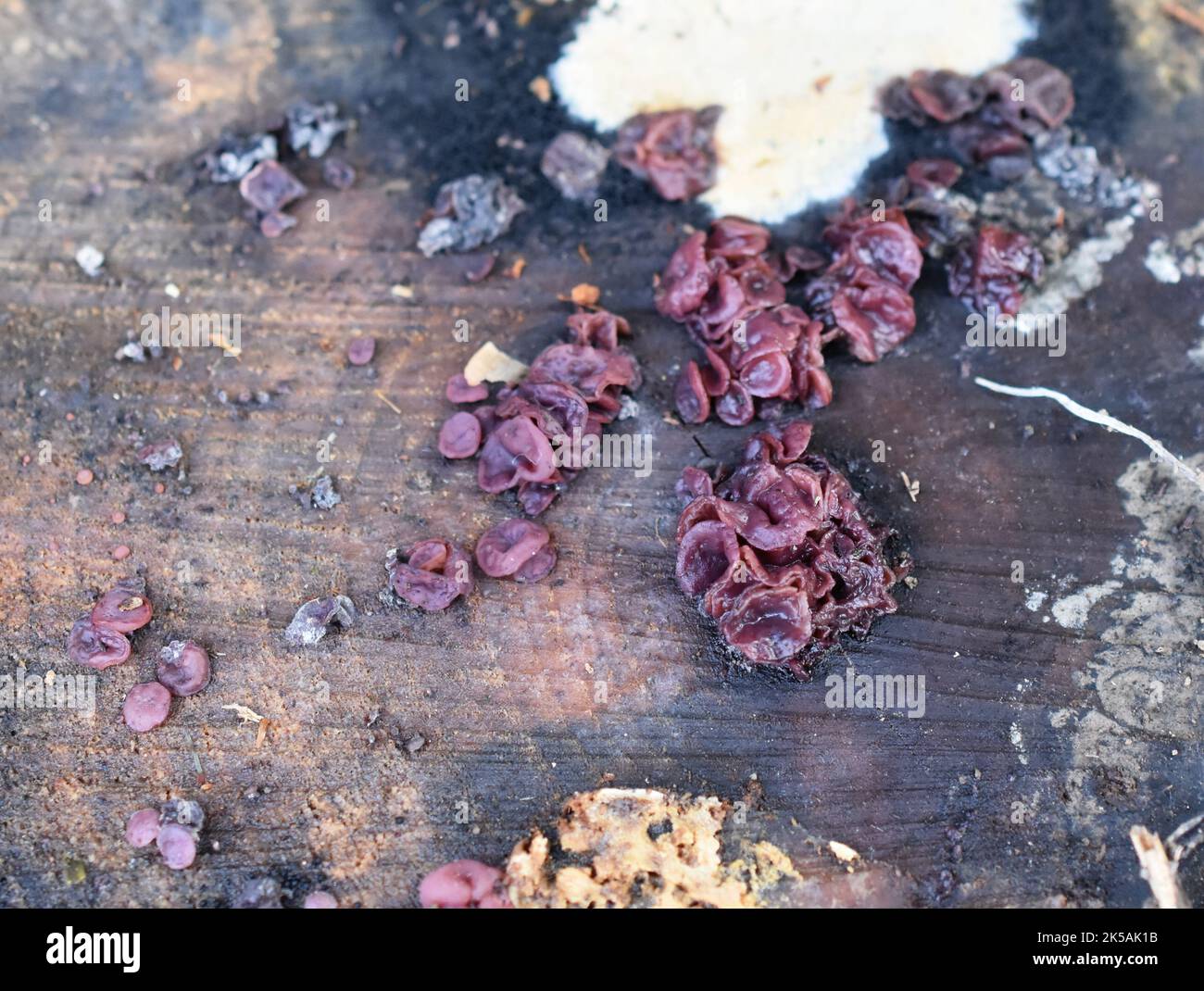 The saprobic fungus Ascocoryne sarcoides growing on a dead tree stub Stock Photo