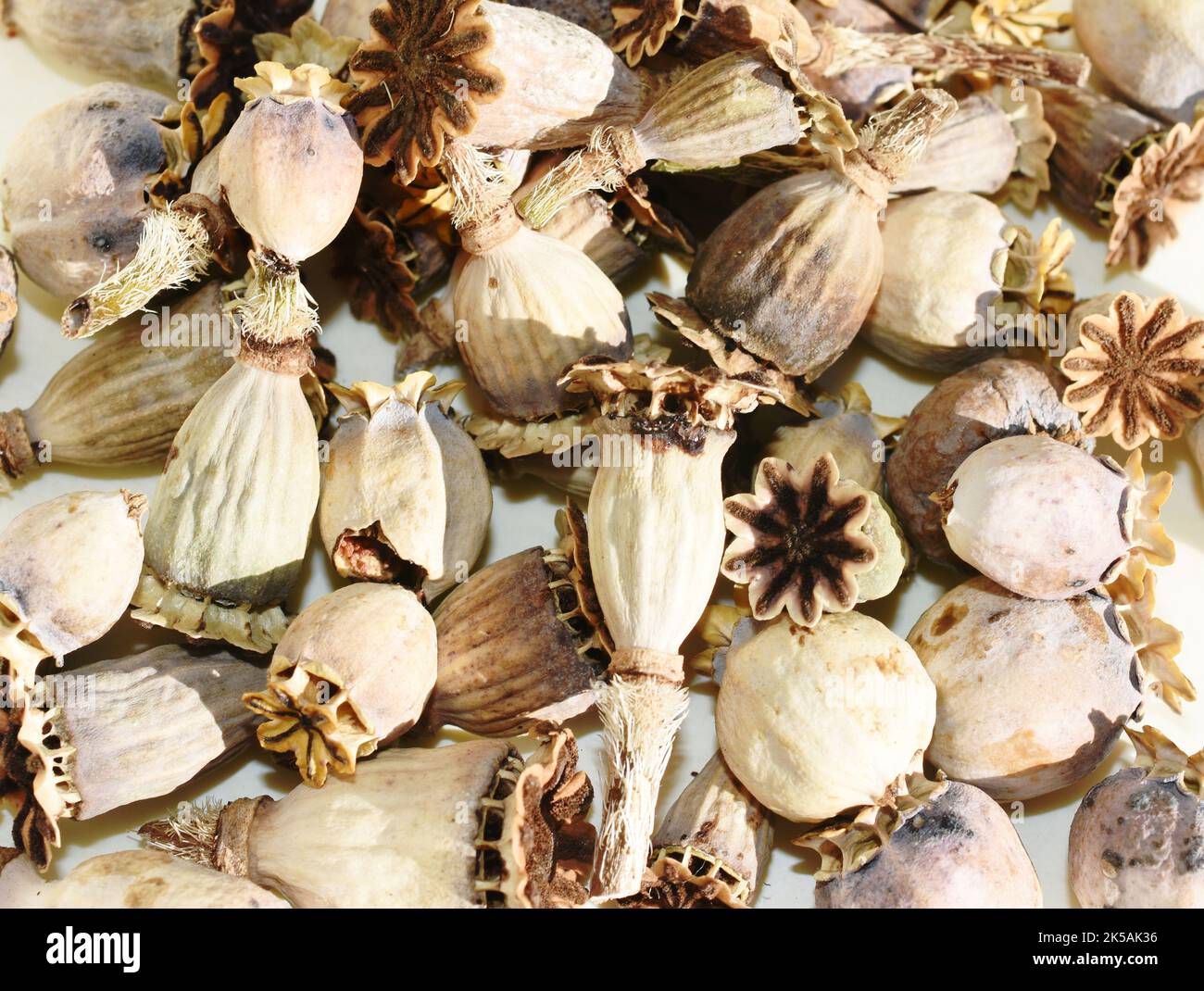 Big group of dry seed capsules from poppy plant on white background Stock Photo