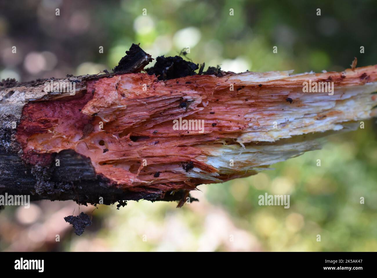Red stained wood of dead tree due to the mycelium of crust fungus Phanerochaete sanguinea Stock Photo