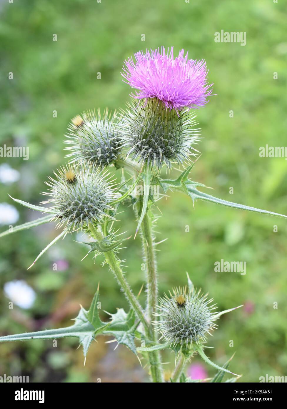 The spear thistle Cirsium vulgare flowering pink flower Stock Photo