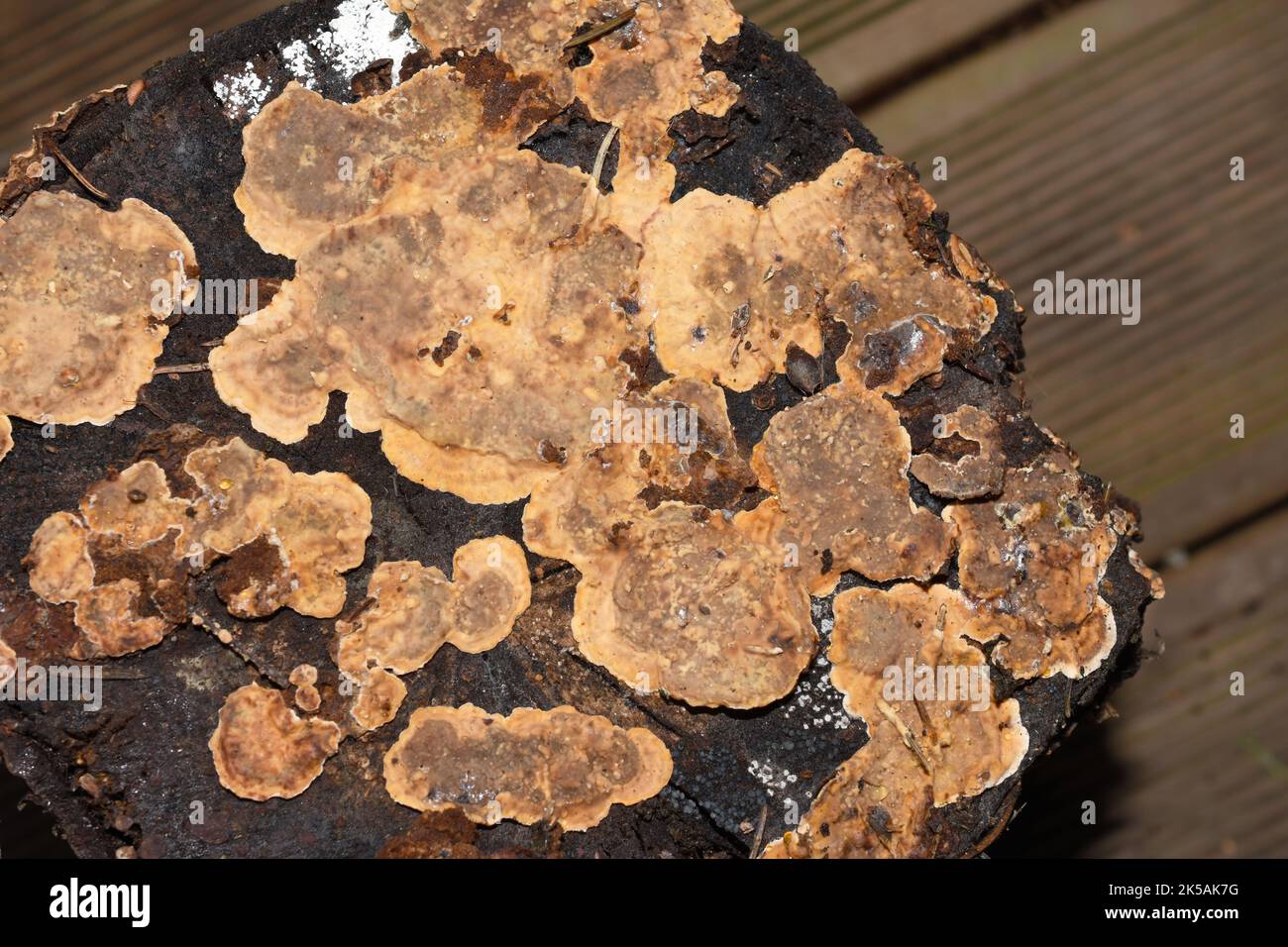 Bleeding broadleaf crust Stereum rugosum fungus growing on a tree stub Stock Photo