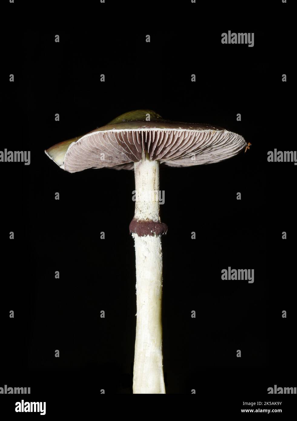 The agaric dung fungus Protostropharia semiglobata on dark background Stock Photo