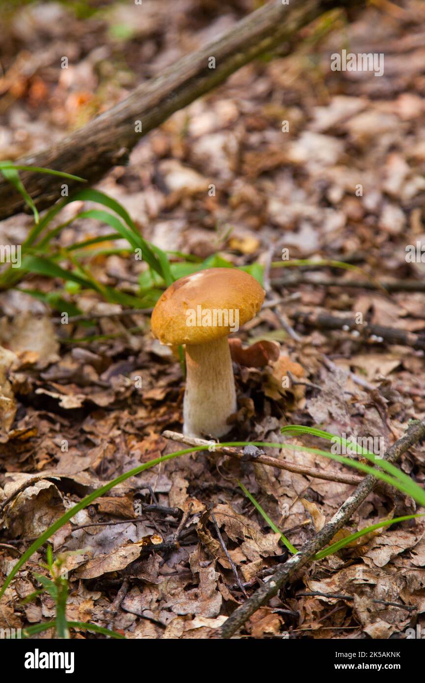 boletus-edulis-cep-porcino-or-king-bolete-usually-called-porcini