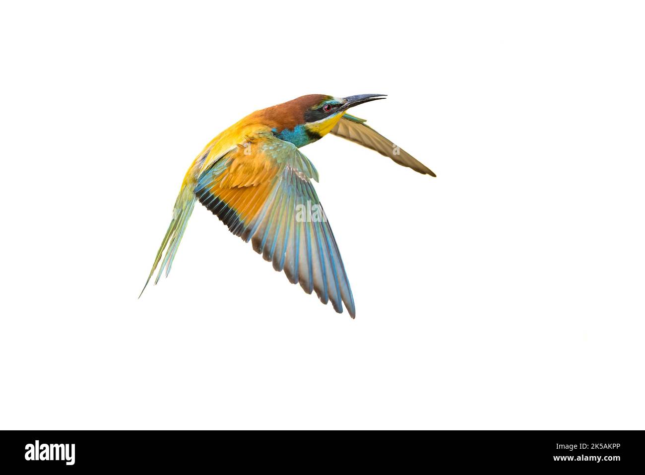 European Bee-Eater (Merops apiaster) in Flight and Isolated on White Background near Breeding Colony. This bird breeds in southern Europe and in parts Stock Photo